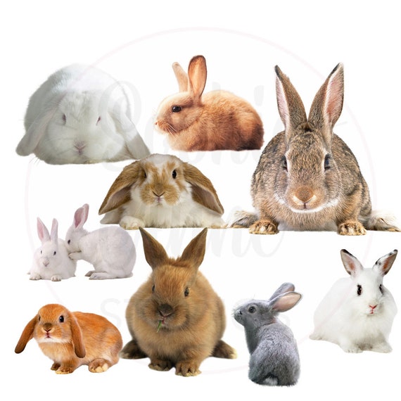 Bunny Rabbit PNG Digital Download Files Bunnies Rabbits Clipart