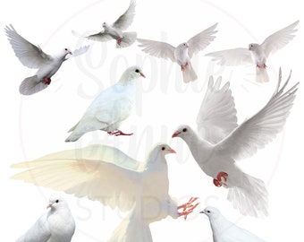 White Doves PNG Digital Download Files - 9 Birds Clipart Clip Art - Transparent Background