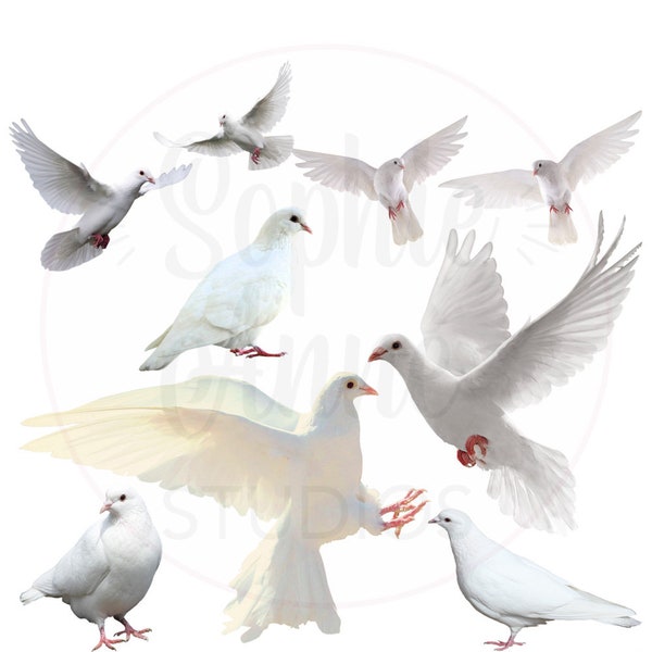 White Doves PNG Digital Download Files - 9 Birds Clipart Clip Art - Transparent Background