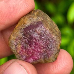 Puede incluir: Una gema de rubí en bruto, sin cortar, de color rojo intenso. La superficie tiene un aspecto texturizado con áreas marrones y doradas. El rubí se sostiene entre los dedos, mostrando su forma natural y en bruto. El fondo es verde borroso.