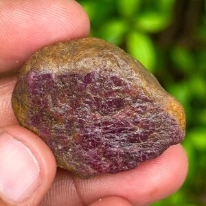May include: A rough, uncut ruby gemstone with a deep red interior and a brown exterior. The stone has a textured surface and is held in a hand, showcasing its natural, raw beauty. The ruby is a gemstone.