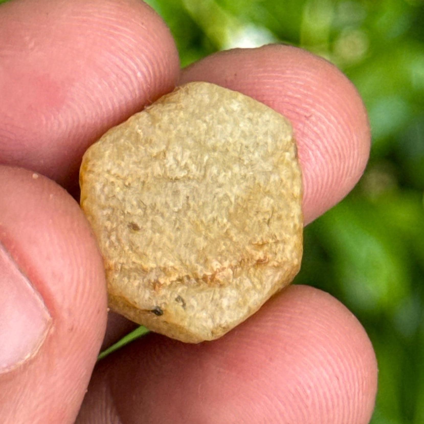 Record Keeper Yellow Sapphire Rough Crystal Yellow Sapphire Raw