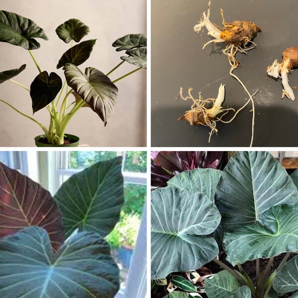 Alocasia Corms For Sale