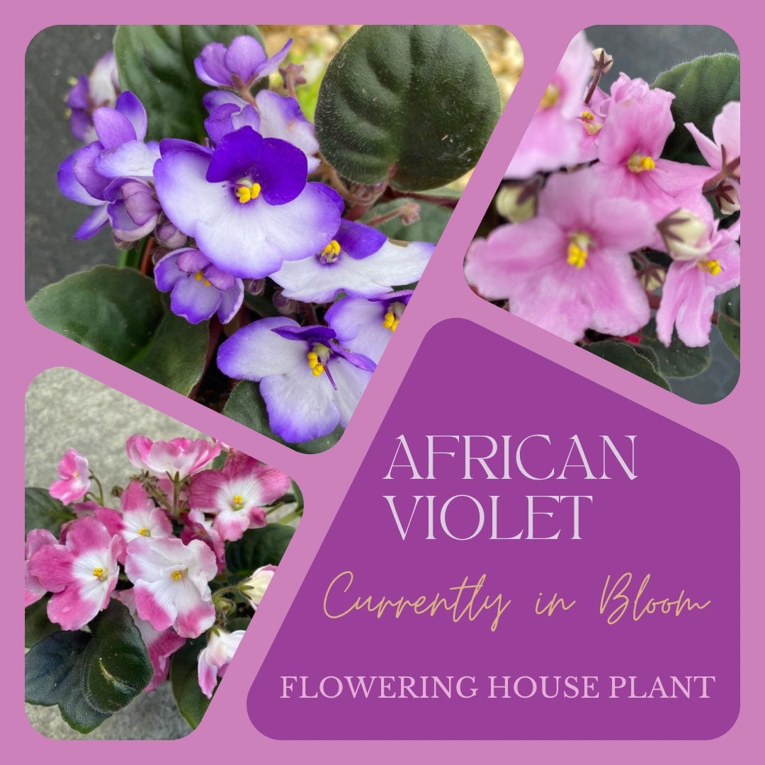Beautiful African Violets Live Flowering House Plants Etsy