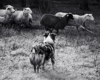 Blue Merle Australian Shepherd dog sheep herding photography Canvas Print