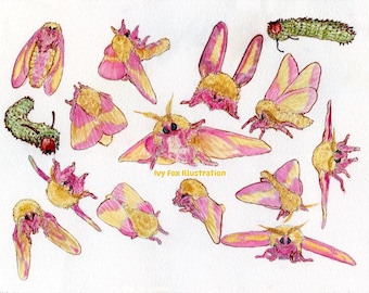 Original Watercolor Dryocampa rubicunda Rosy Maple Moth Art Lepidoptera Entomology Artwork