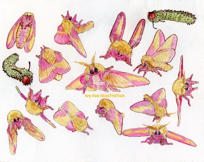 Featured listing image: Original Watercolor Dryocampa rubicunda Rosy Maple Moth Art Lepidoptera Entomology Artwork