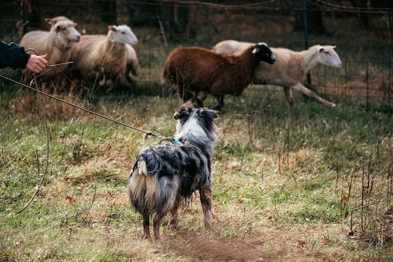 Blue Merle Australian Shepherd dog sheep herding photography Canvas Print