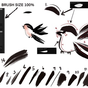 May include: A digital art tutorial showing how to draw a bird using a brush tool in a digital art program. The image shows a bird drawn in black ink with numbered steps showing how to create the bird using different brush sizes. The text "BRUSH SIZE 100%" is at the top of the image.