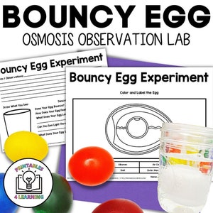 May include: A black and white printable worksheet for a science experiment called "Bouncy Egg Experiment". The worksheet includes a diagram of an egg with labels for the different parts of the egg, including the albumen, shell, air cell, and outer membrane. The worksheet also includes a space for students to draw what they see and write their observations.