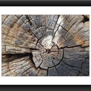 Swirling Trunks, Spiral Tree, Growth Rings, Age of the Forest, Wall Art, Home Decor