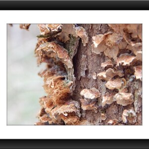 Textured Trunk, Lichens and Fungi, Nature Photography, Mossy Tree, Home Decor, Wall Art