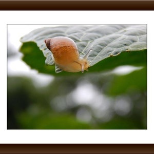 Snail on a Leaf, Animal Photography, Garden Life, Horseradish Plant, Perfect Pulmonates, Nature Wall Art, Home Decor