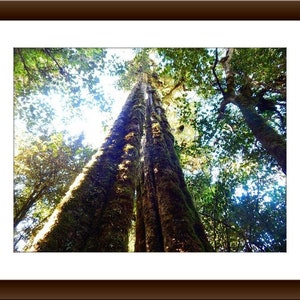 Towering Trunks, Can&#39;t See the Forest for the Trees, Tall Trees, Mossy Bark, Wall Art, Home Decor