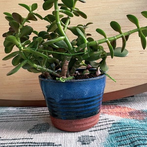 May include: A jade plant with thick, green leaves growing in a blue and brown ceramic pot. The pot has a striped pattern.