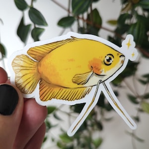 HONEY GOURAMI GOLD Clear Sticker Tropical Aquarium Fish Art Nano Fishkeeping Gift Transparent Waterproof Vinyl Decal image 1