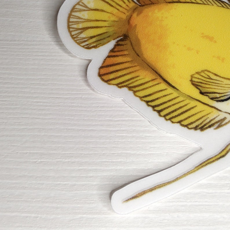 HONEY GOURAMI GOLD Clear Sticker Tropical Aquarium Fish Art Nano Fishkeeping Gift Transparent Waterproof Vinyl Decal image 4