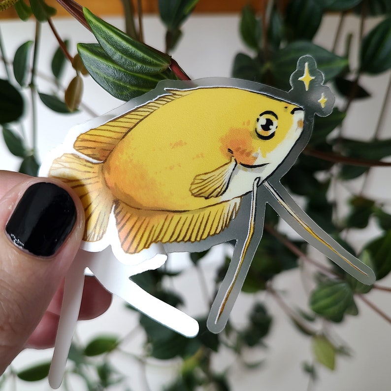 HONEY GOURAMI GOLD Clear Sticker Tropical Aquarium Fish Art Nano Fishkeeping Gift Transparent Waterproof Vinyl Decal image 3