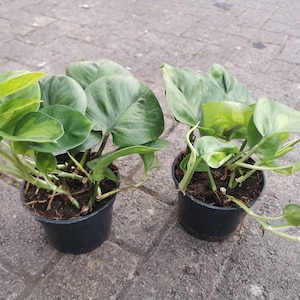 May include: Two potted green plants with variegated leaves. The plants are in black plastic pots and are sitting on a grey concrete surface.