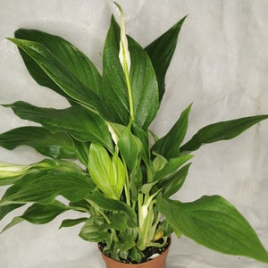 May include: A potted peace lily plant with green leaves and white flowers. The plant is in a brown pot.