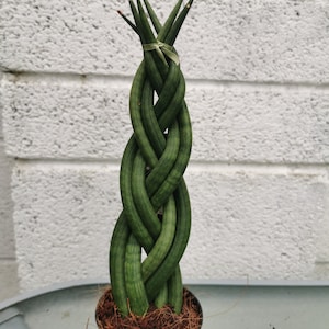 May include: A braided snake plant in a black pot with brown soil. The plant is braided in a vertical pattern.