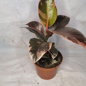 May include: A small potted rubber plant with variegated leaves in shades of green, pink, and white. The plant is in a brown plastic pot.