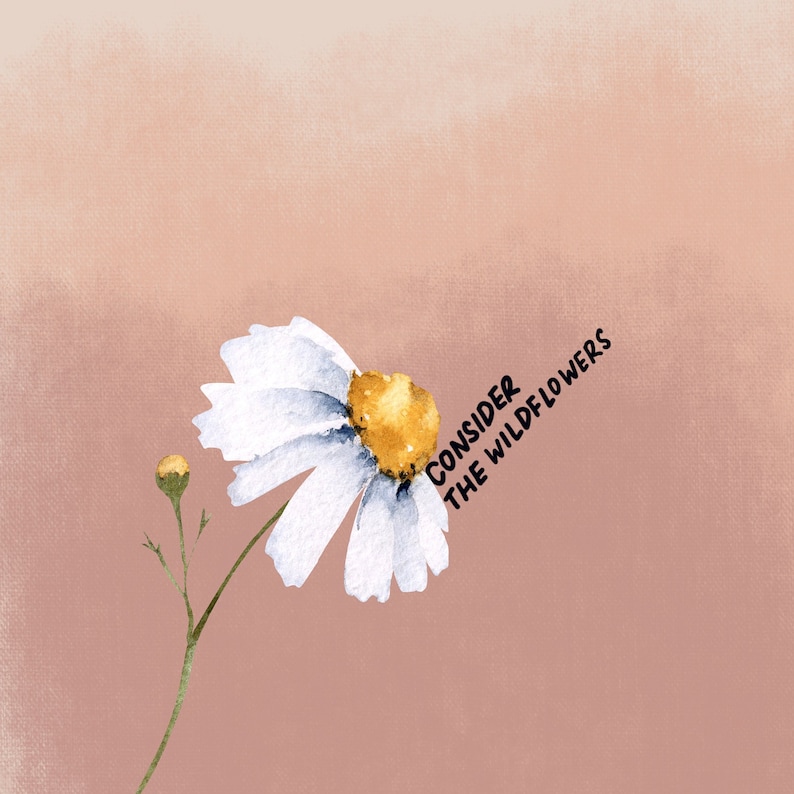 May include: A watercolor painting of a white daisy with a yellow center. The daisy is on a pink background with the text "Consider the wildflowers" written on the right side of the image.