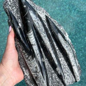 May include: A black and gray fossilized ammonite specimen with three ammonites embedded in the rock. The ammonites are spiraled and have a white and gray pattern.