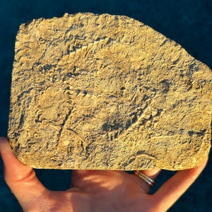 Archimedes Screws on Matrix - Fossil - 1 lbs 1 oz (490g) - Comes with a FREE display stand! -Plant Fossil