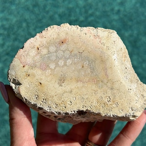 Fossilized Coral - 1 lb 3 oz (552g) - Comes with a FREE display stand! - Fossilized Coral with Polished Face - Agatized Coral