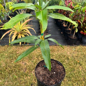 Phillipine Mango Tree - Live Plant Ships within a week!!! No Shipping to CA or HI