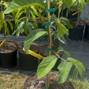 Priestly Atemoya - Live Plant Ships within a week!!! No shipping to CA or HI