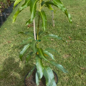 Grafted Triple Sec a/k/a Seacrest Grafted Mango Tree - Live Plant Ships within a week!!! No Shipping to CA or HI