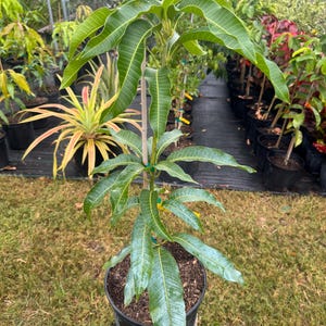 Grafted Edward Grafted Mango Tree - Live Plant Ships within a week!!! No Shipping to CA or HI