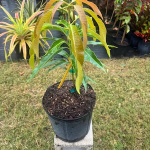 Grafted Pina Colada Mango Tree - Live Plant Ships within a week!!! No Shipping to CA or HI
