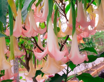 Angel Trumpets Pink & White - Live Tropical Plant