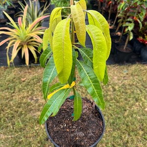 Grafted Bombay Mango Tree - Live Plant Ships within a week!!! No Shipping to CA or HI