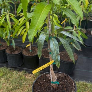 Grafted Kar Lon Long Mango Tree - Live Plant Ships within a week!!!* No Shipping to CA or HI