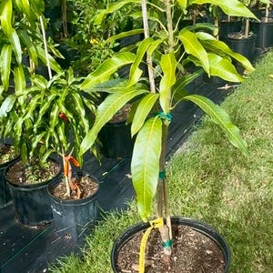 Grafted Orange Sherbet Mango Tree - Live Plant Ships within a week!!! No Shipping to CA or HI