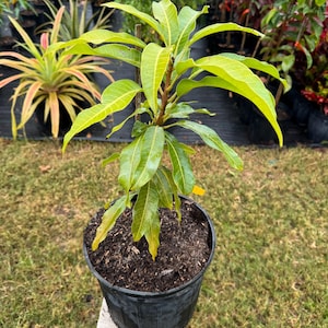 Grafted Juliette Mango Tree - Live Plant Ships within a week!!! No Shipping to CA or HI