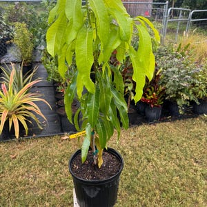 Grafted Carrie Mango Tree - Live Plant Ships within a week!!! Shipping to CA or HI.