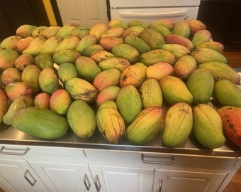 Pre Orders!!!! 12 - LARGE VALENCIA PRIDE Mangos! Rare variety!  Fresh Fruit!!!