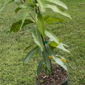 Grafted Rapoza Grafted  Mango Tree - Live Plant Ships within a week!!! No Shipping to CA or HI