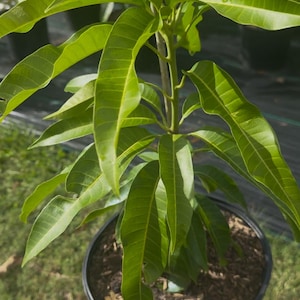 Grafted Ceci Love Grafted Mango Tree - Live Plant Ships within a week!!! Shipping to CA or HI.