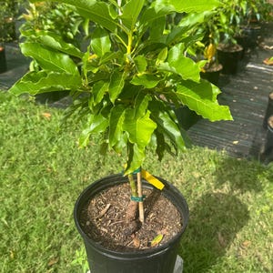 Grafted Maria Black Avocado Tree - Live Plant Ships within a week!!! No Shipping to CA or HI.
