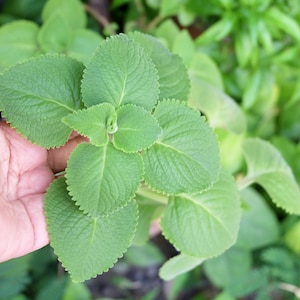 Spanish Thyme - Cubn Oregano, Mexican Mint Herb - Ships within the week!!! No Shipping to CA or HI