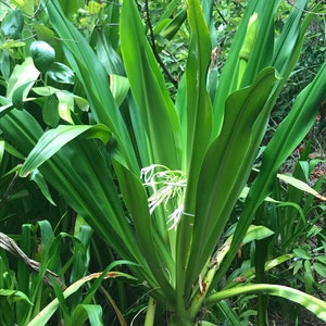 Crinum americanum 6 Rooted Plants A/k/a swamp liliy Same Day Shipping image 3