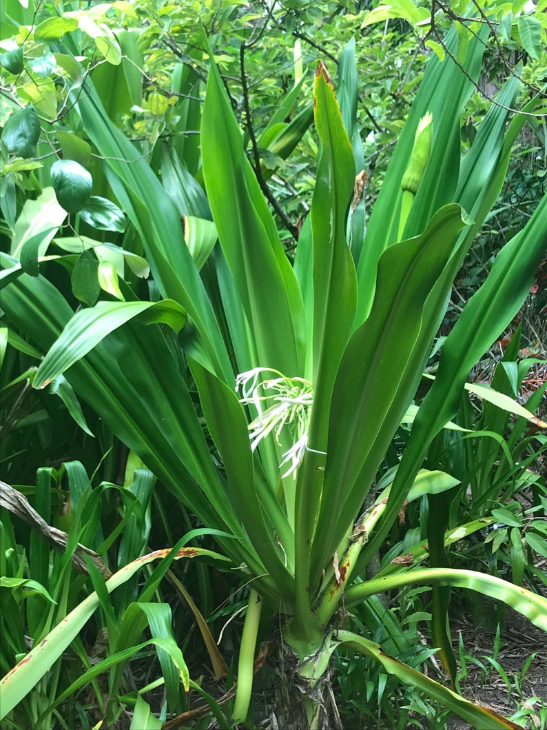 Crinum americanum 6 Rooted Plants A/k/a swamp liliy Same Day Shipping image 3