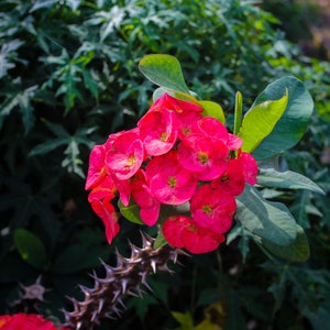 Crown of Thorns - Live Plant Ships within the week!!! No Shipping to CA or HI