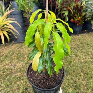 Grafted Julie Mango Tree -Live Plant Ships within a week!!! No Shipping to CA or HI